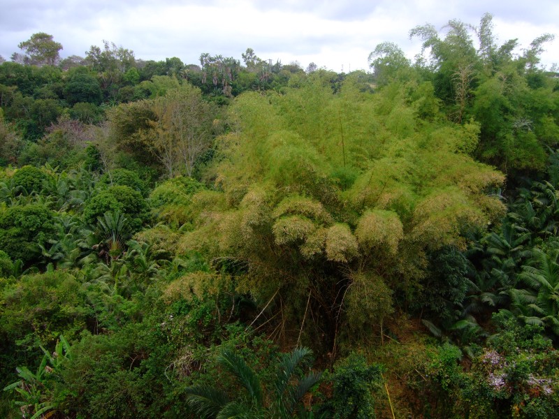 Mauritius 2010 - 0308 